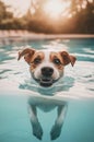 Jack Russell Terrier dog swimming in swimming pool. Royalty Free Stock Photo
